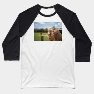 camel face Baseball T-Shirt